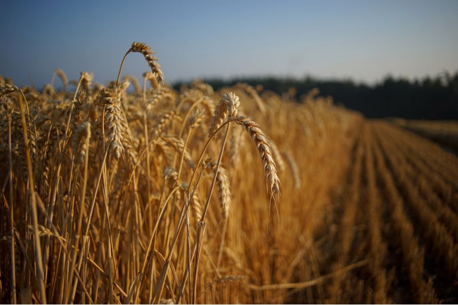 Sony 28mm f/2.8 (SAL-28F28)