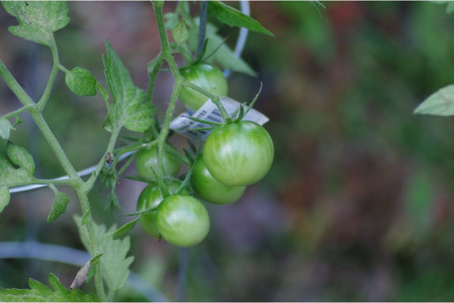 Gemini MC Auto zoom/c-macro 4.5/80-205mm Pentax