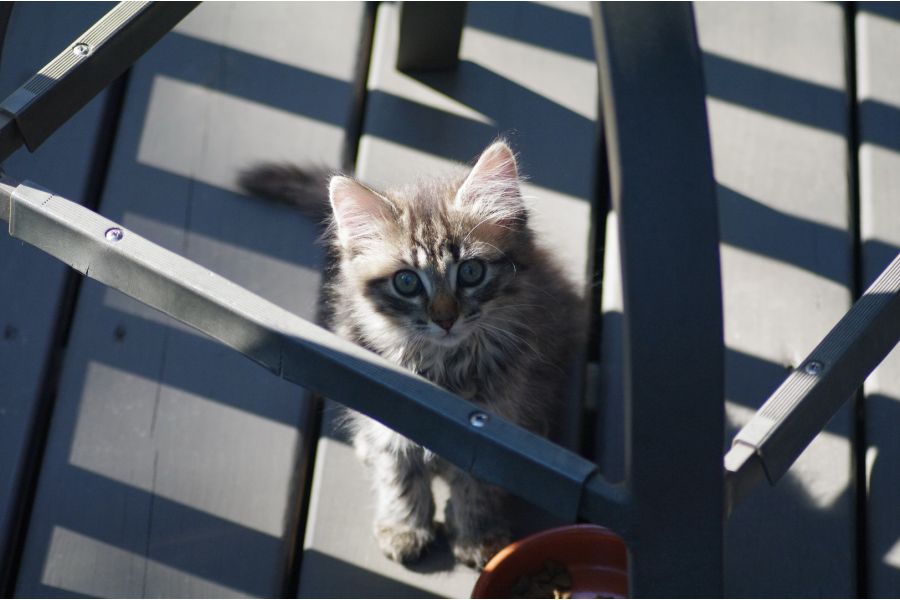 Gemini MC Auto zoom/c-macro 4.5/80-205mm Pentax