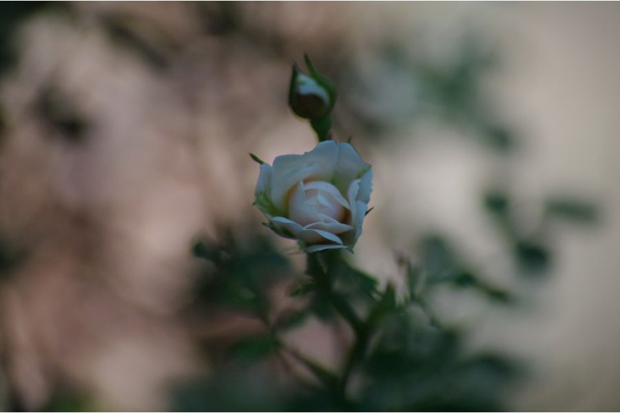 Gemini MC Auto zoom/c-macro 4.5/80-205mm Pentax