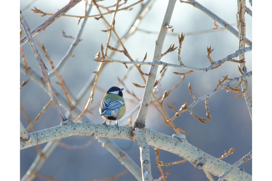 Nikon 70-200mm f/2.8G ED AF-S VR II новый в упаковке