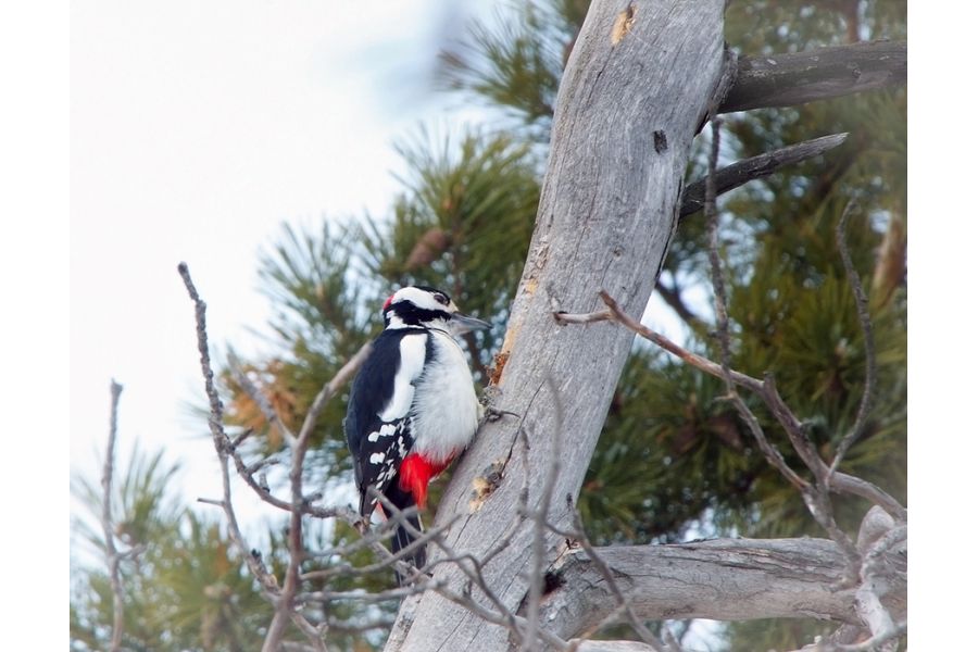 Nikon 70-200mm f/2.8G ED AF-S VR II новый в упаковке