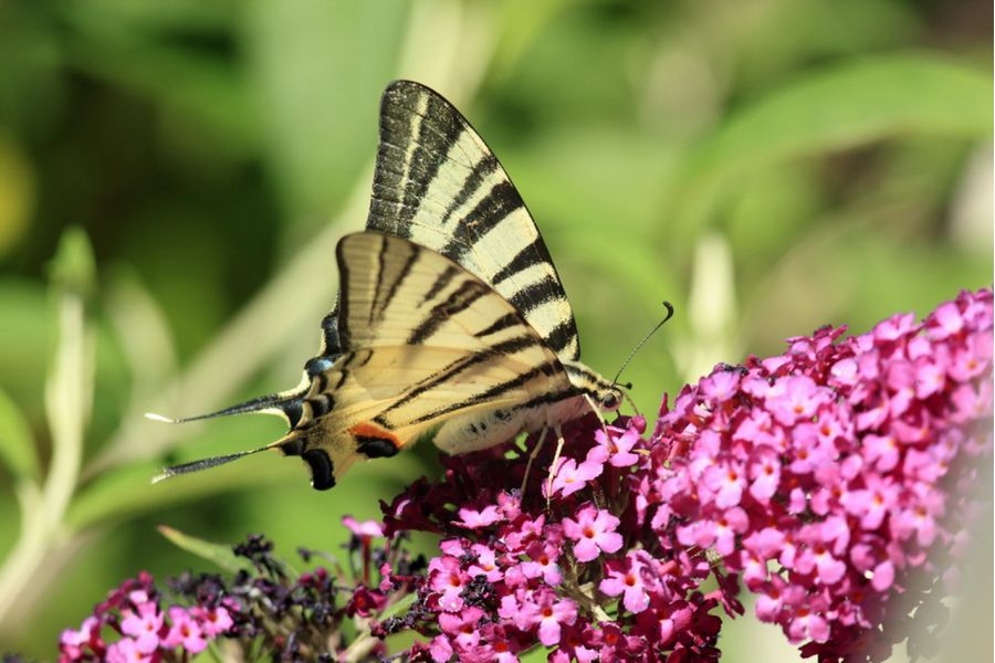 Юпитер-11А 4/135 (КОМЗ, 1972)