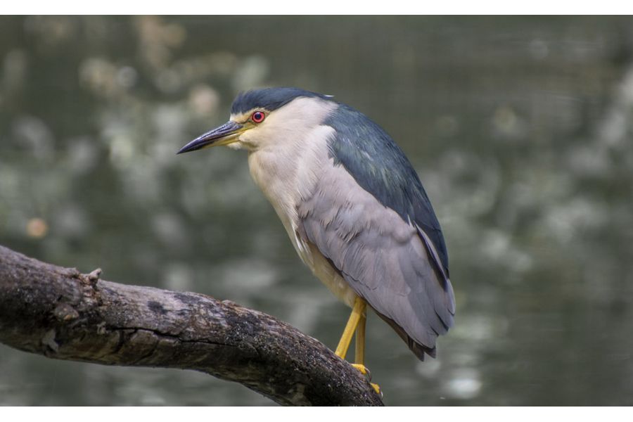 Tamron 18-400mm f/3.5-6.3 Di II VC HLD (B028) Nikon F