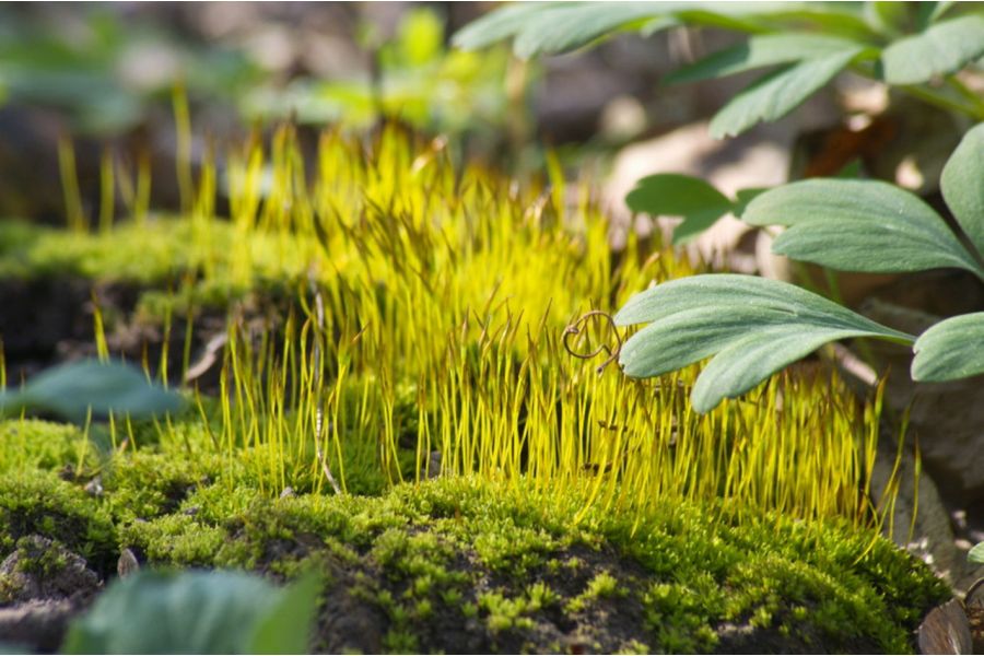 Sigma AF 70-300mm f/4-5.6 DL Macro Super for Canon