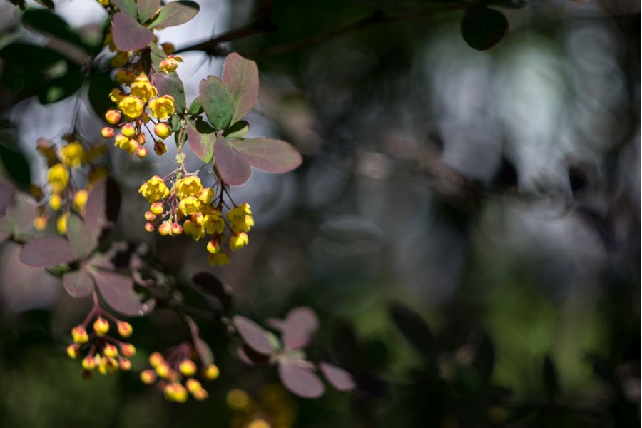 Новый Зенитар-М2s МС 2/50 new (КМЗ, 1995)