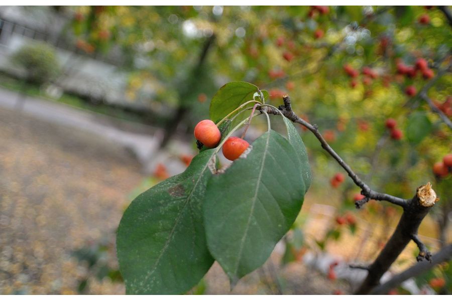 Nikon 20mm f/2.8 AF Nikkor