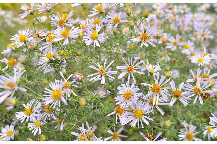 Nikon 20mm f/2.8 AF Nikkor