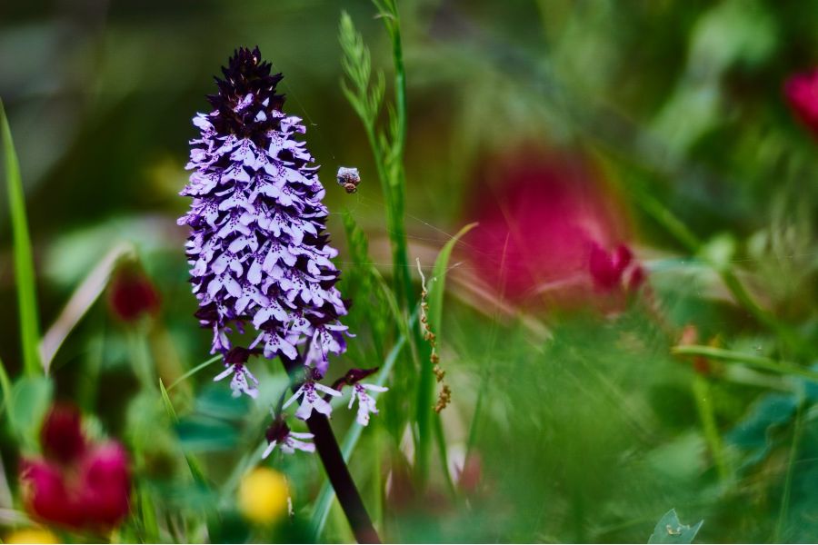 Yashica ML 135mm f/2.8