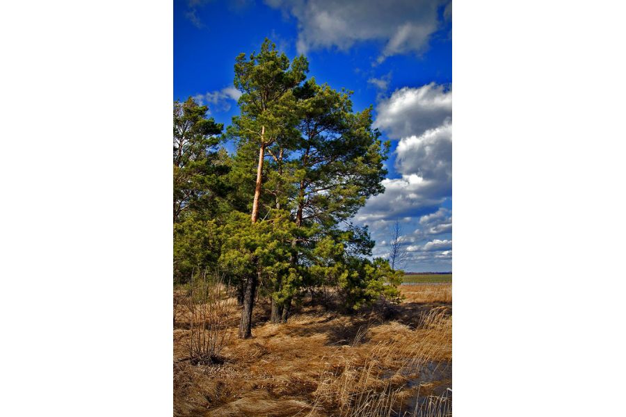 Sigma AF 18-50mm F2.8 EX DC б.