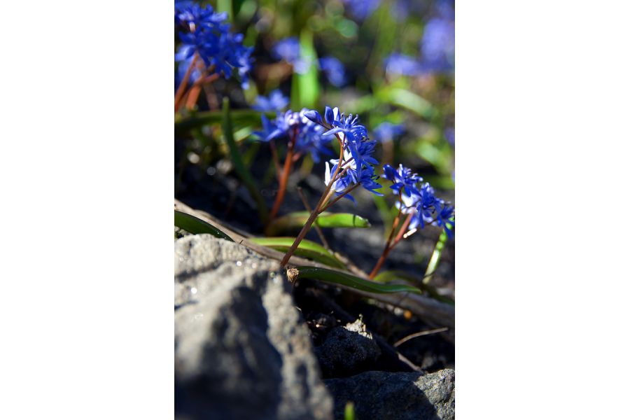 Sigma AF 18-50mm F2.8 EX DC б.