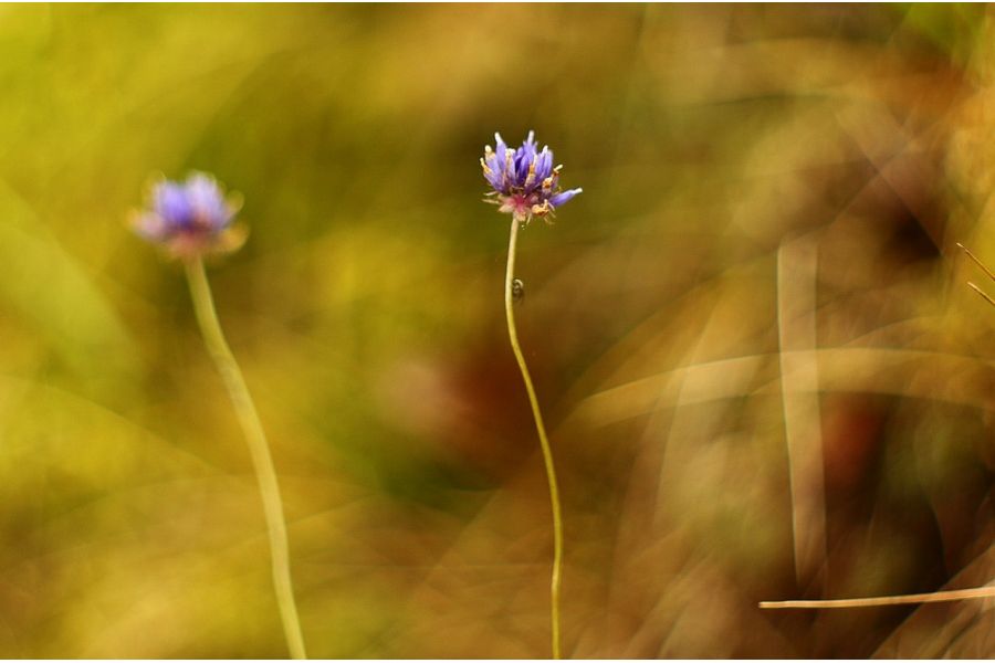 Вега-12Б 2,8/90 для Nikon