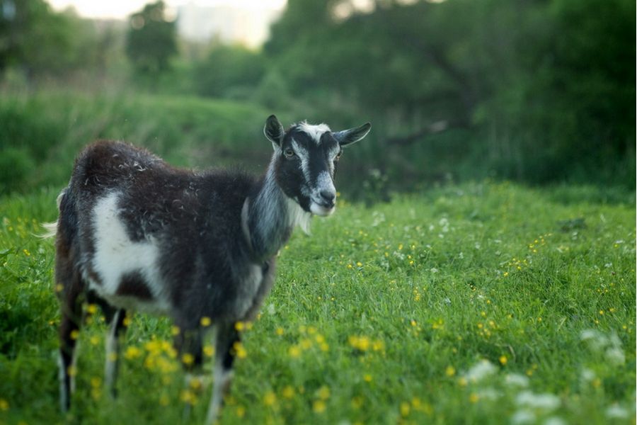 Вега-12Б 2,8/90 для Nikon