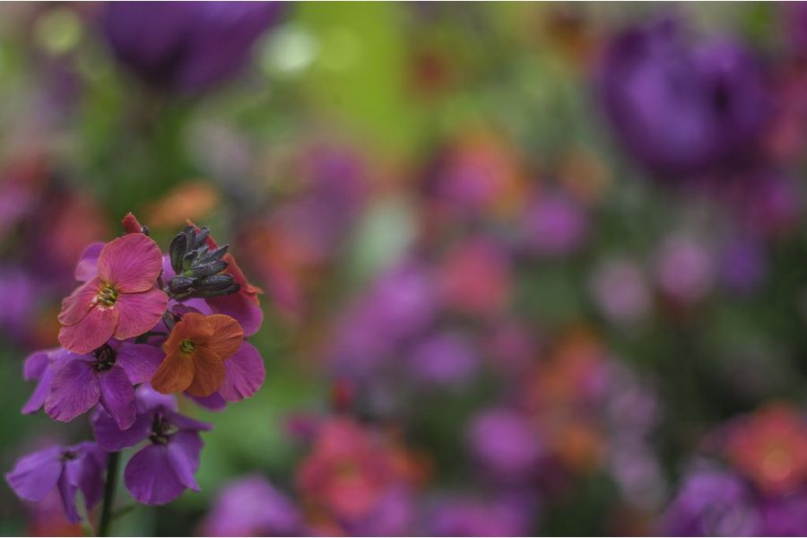 Вега-12Б 2,8/90 для Nikon