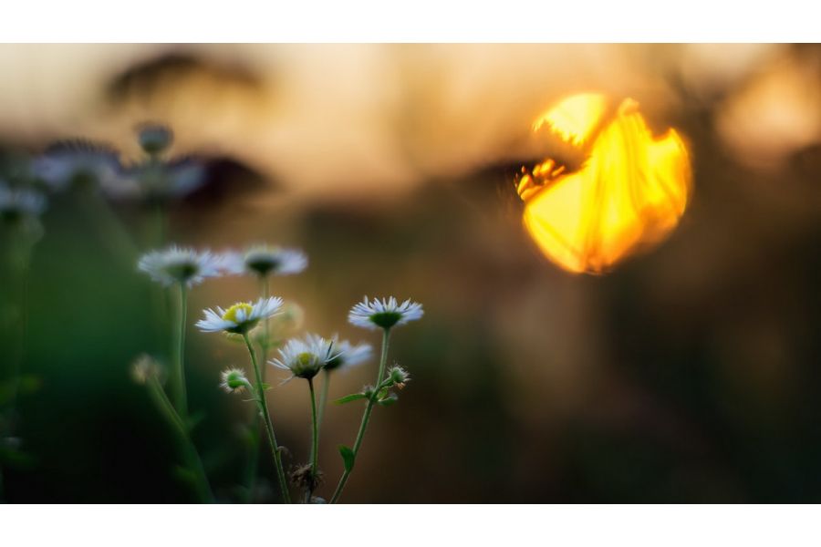 Canon FD 1.4/50mm S.S.C. светосильный объектив