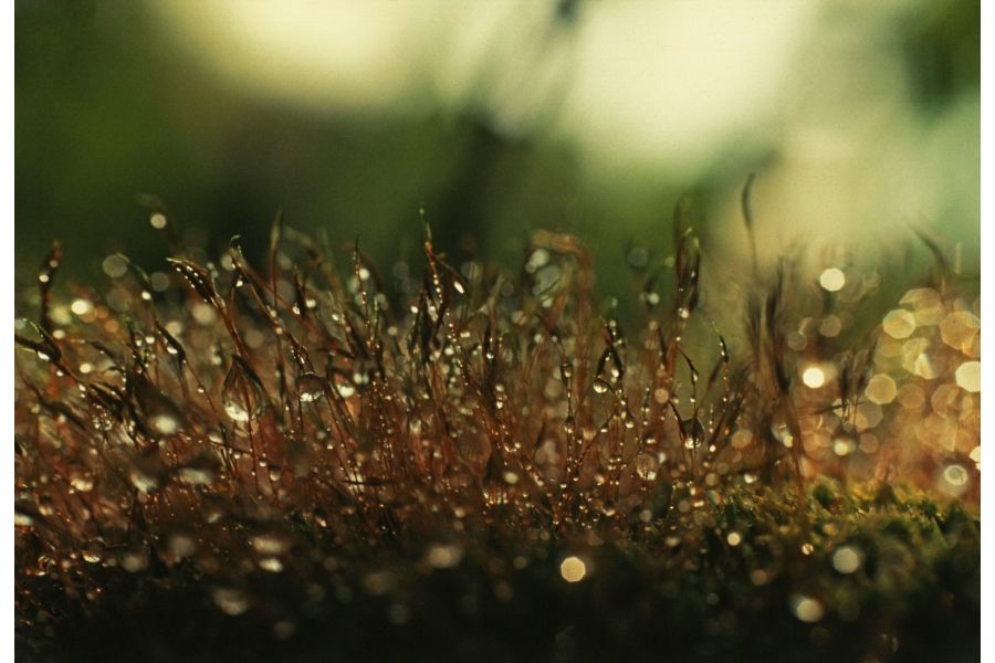 Canon FD 1.4/50mm S.S.C. светосильный объектив