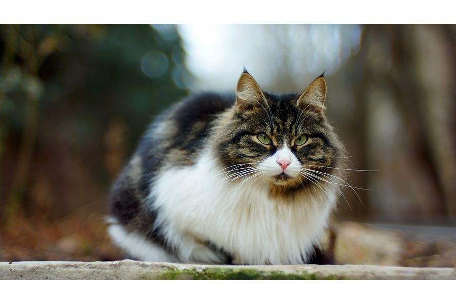 Редкий Юпитер-3 1.5/5см П silver М39 ранний