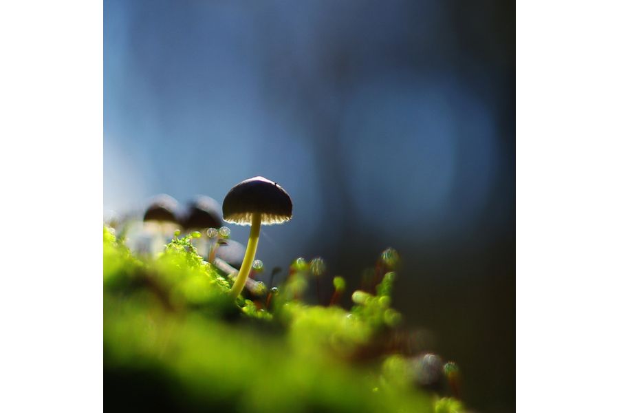 Pancolar 1.8/50 CZJ для Micro 4/3