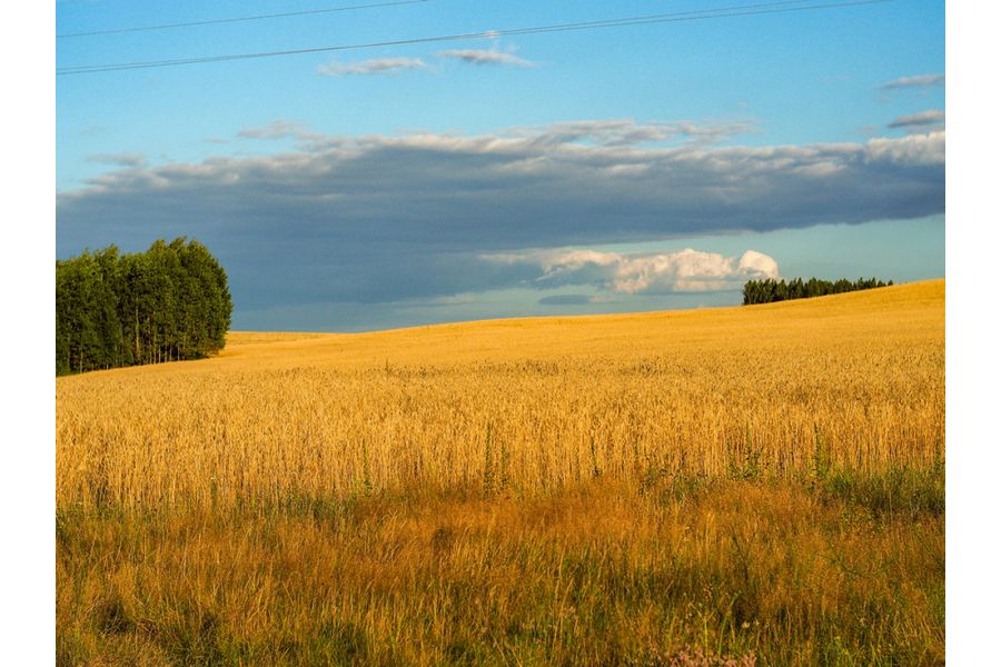 Pancolar 1.8/50 CZJ для Micro 4/3