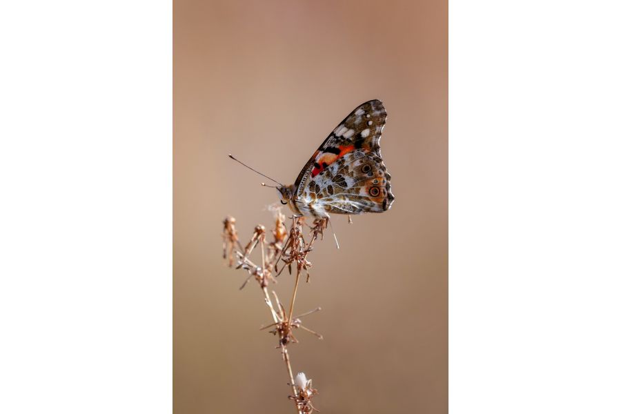 Canon EF 70-200mm f/2.8L IS III USM