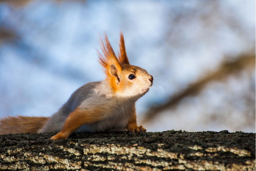 Sigma AF 70-300mm f/4-5.6 APO MACRO DG Pentax K