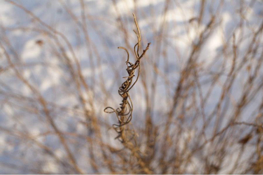 Minolta MD W.Rokkor 28mm f/3.5