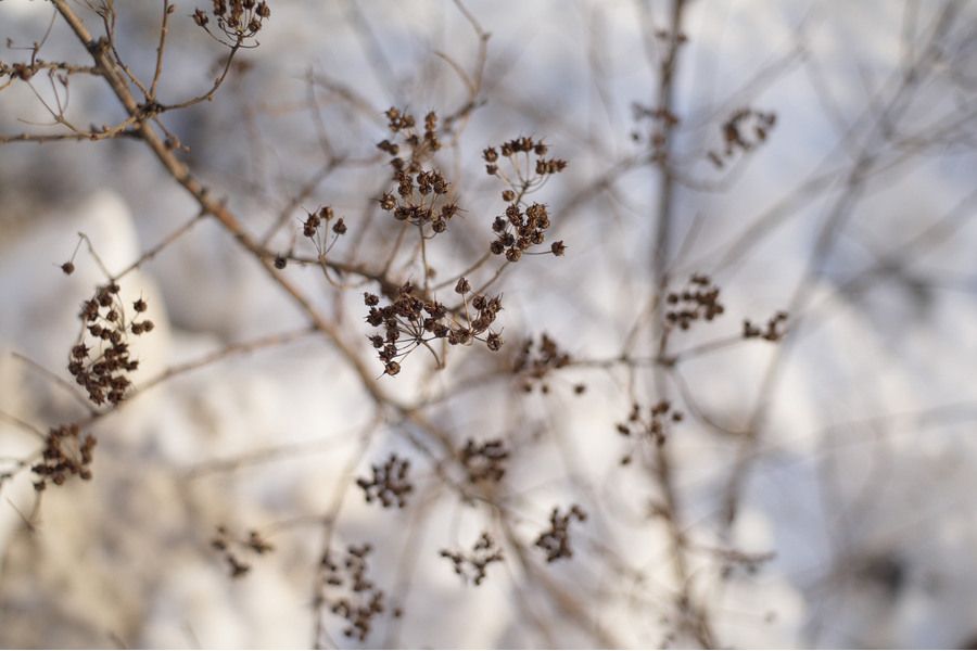 Minolta MD W.Rokkor 28mm f/3.5