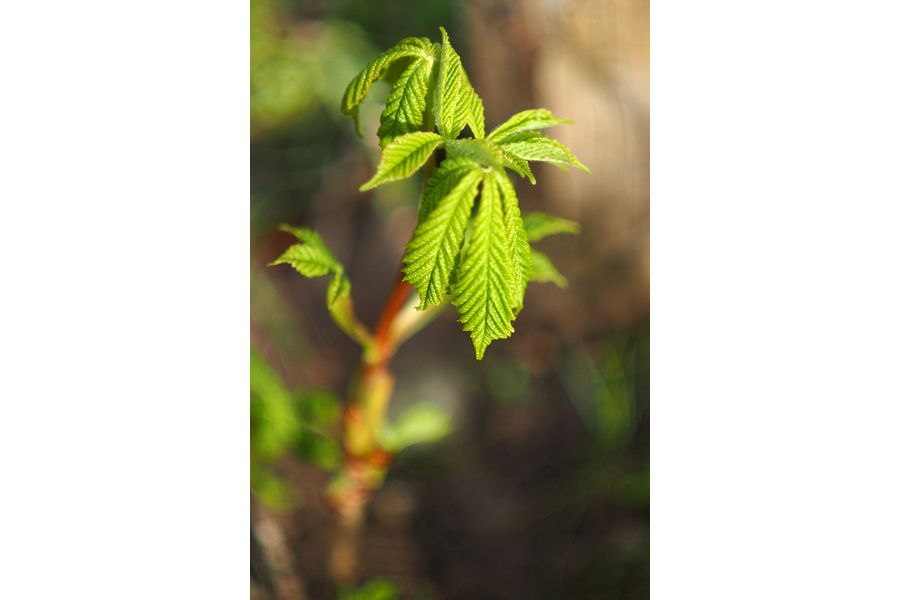 Зенитар-К МС 1,9/50 (КМЗ, 1993 г.)