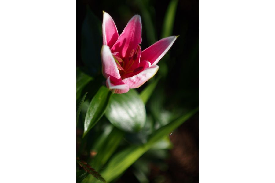 Зенитар-К МС 1,9/50 (КМЗ, 1993 г.)