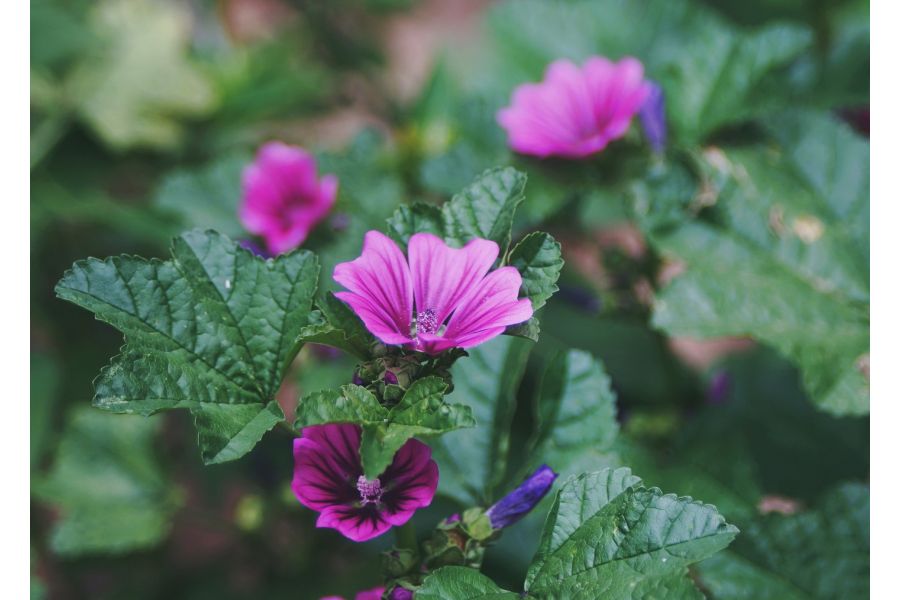 Tokina SD 28-70mm f/4-5.6