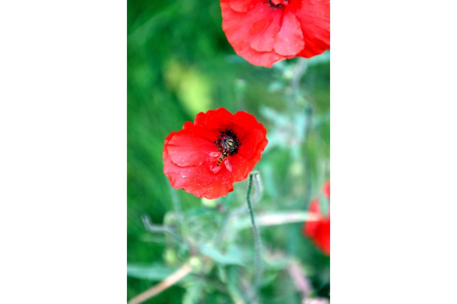 Sigma AF 18-250 mm f/3.5-6.3 DC OS HSM Pentax K в упаковке