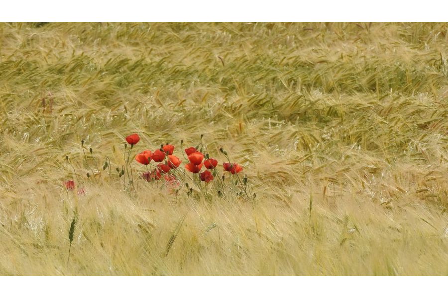 Sola 4/90мм Sun Optical (Japan, 1956)