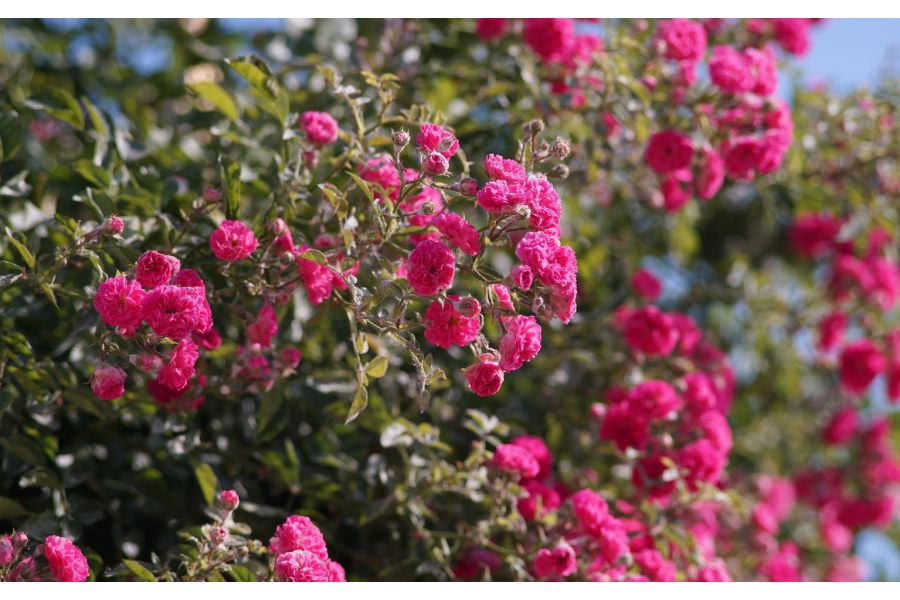 Takumar 2.5/135mm Pentax K (Japan, 1970)