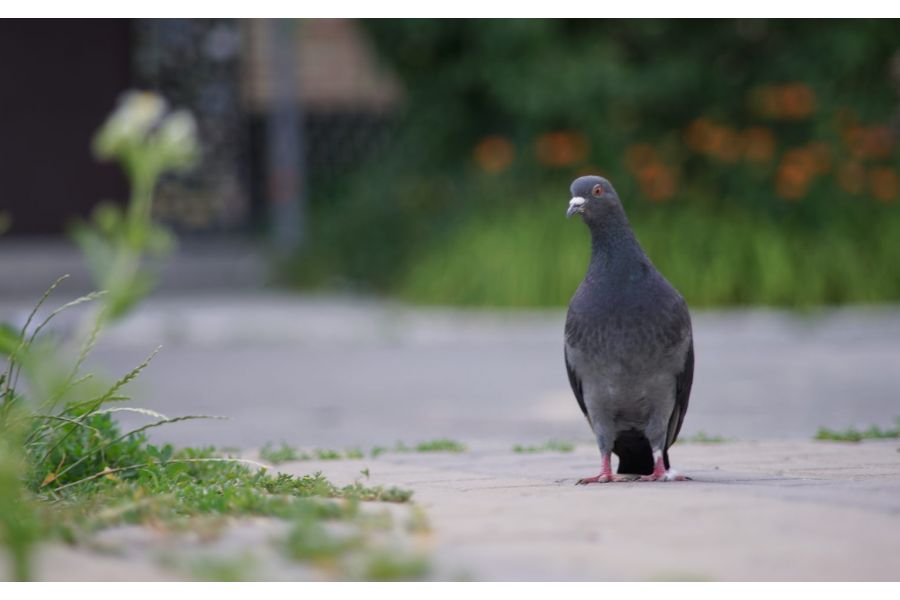 Takumar 2.5/135mm Pentax K (Japan, 1970)