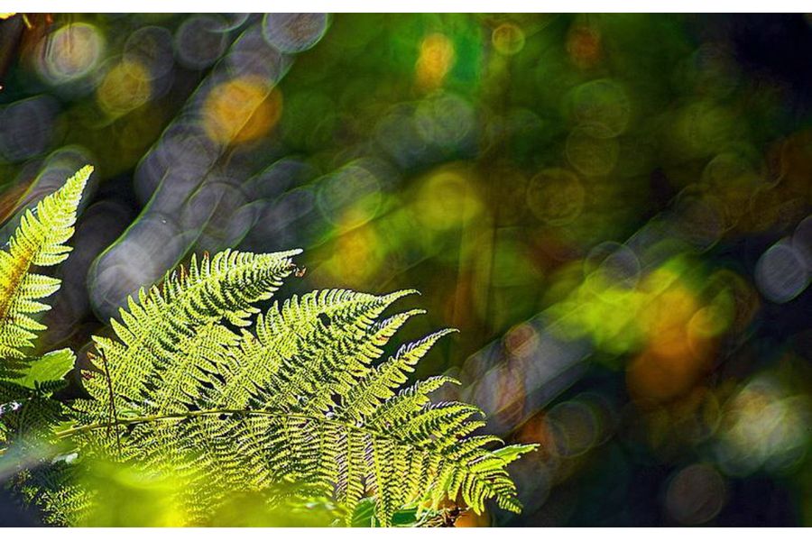 Телезенитар МС 2.8/135 для Pentax K