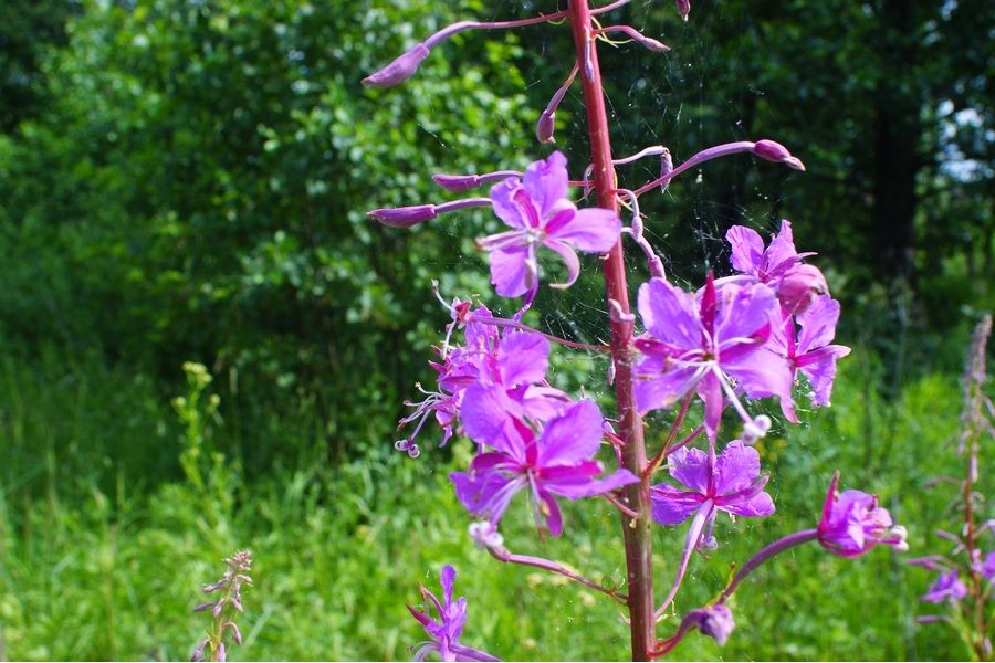 Flektogon 2,8/20 МС electric Carl Zeiss Jena DDR