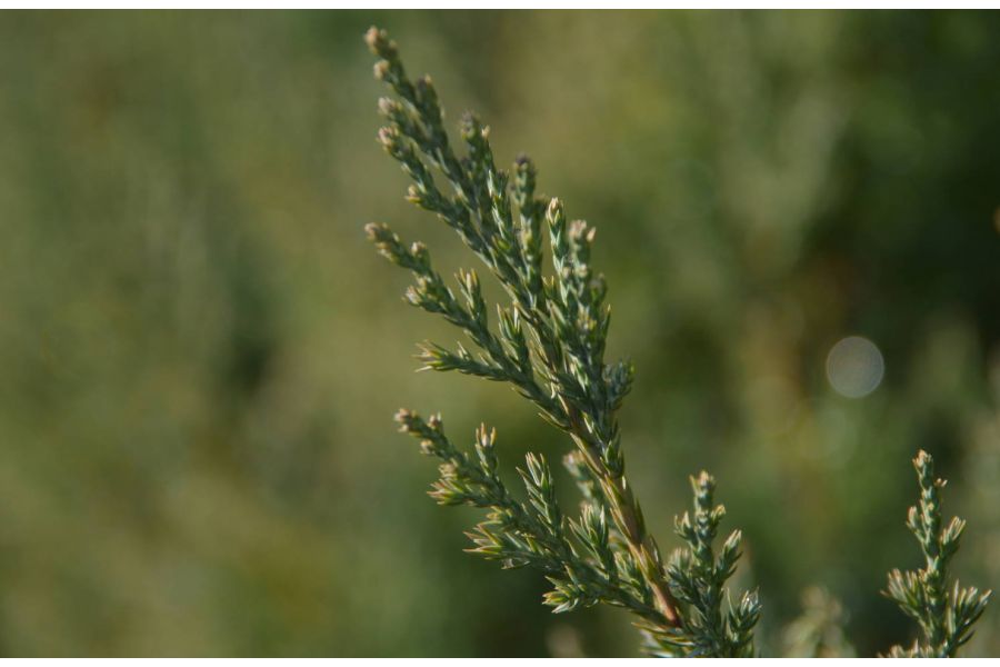 Sigma AF 18-200mm f/3.5-6.3 II DC OS HSM Canon EF-S