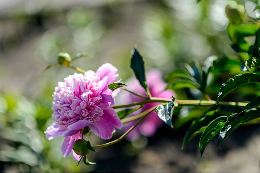 Nikon 85mm f/1.4G AF-S Nikkor