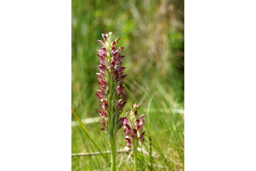 Componon-S 5.6/240 Schneider-Kreuznach, Germany