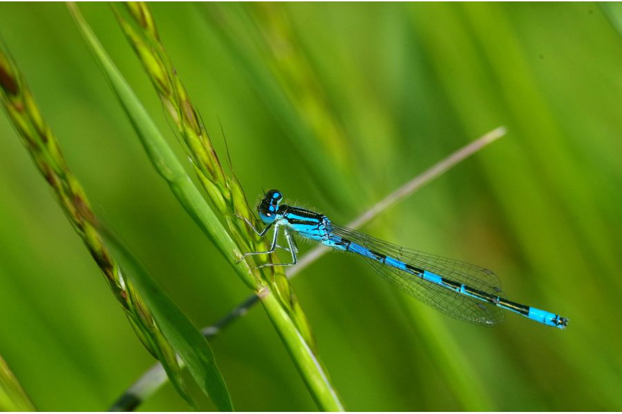 Componon-S 2,8/50 Schneider-Kreuznach, Germany