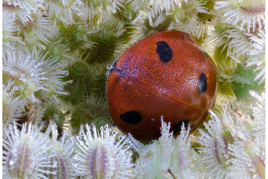 Componon-S 2,8/50 Schneider-Kreuznach, Germany