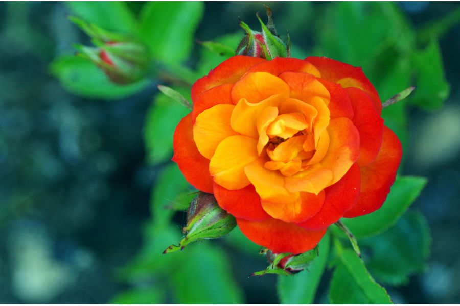 Componon-S 5,6/100 (Germany, 1990)