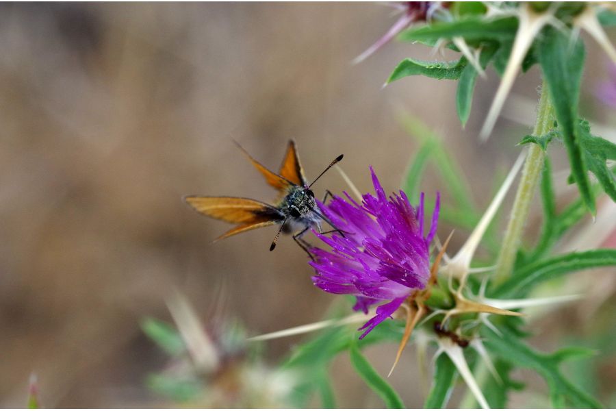 Componon-S 5,6/100 (Germany, 1990)