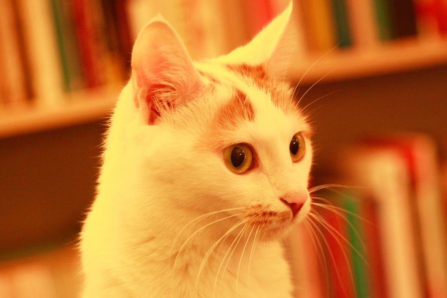 Componon-S 5,6/100 (Germany, 1990)