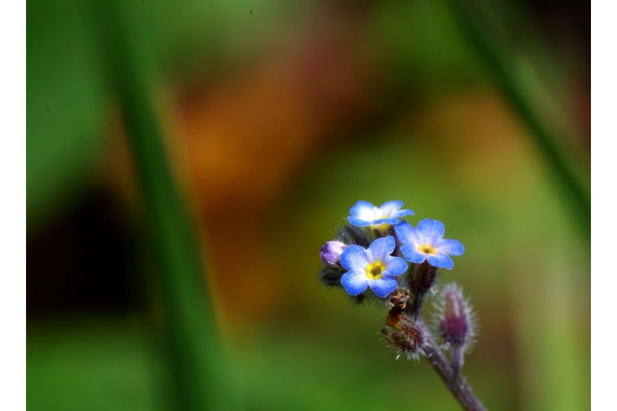 Componon 5,6/80 Schneider-Kreuznach, Germany