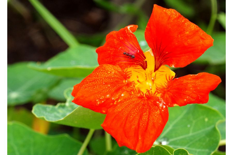 Componon 5,6/80 Schneider-Kreuznach, Germany