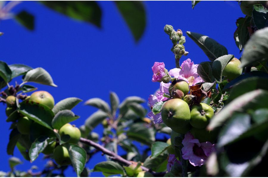 Componon 5,6/80 Schneider-Kreuznach, Germany