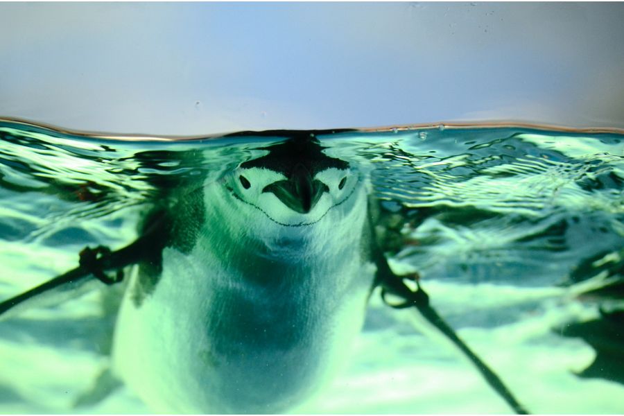 Tamron SP AF 60mm f/2.0 Di II LD Macro (G005) Nikon F