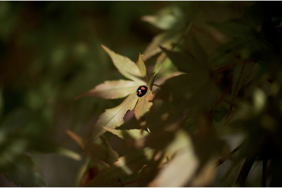 Tamron SP AF 60mm f/2.0 Di II LD Macro (G005) Nikon F