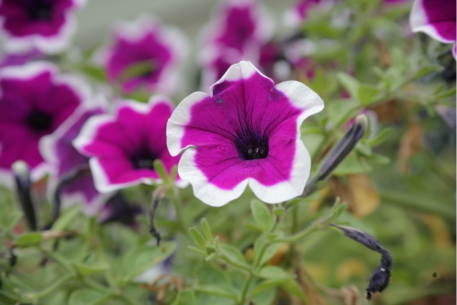 Canon FD 70-210mm f/4 для Sony Nex